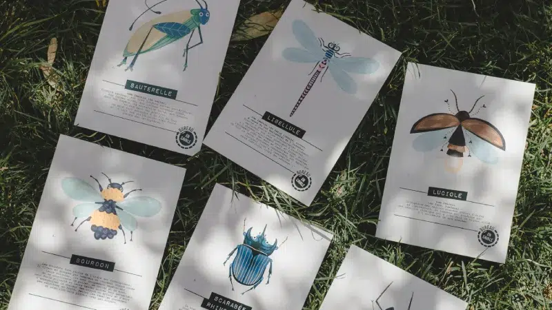enquete courrier enfant abonnement nature insectes