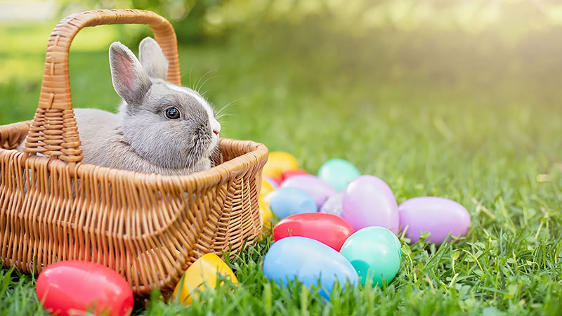 Featured image for “Pourquoi parle-t-on du lapin de Pâques ?”